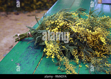 Ernte Mimosa. Augier Forcerie. Wald Tanneron im Département Var in Frankreich Stockfoto