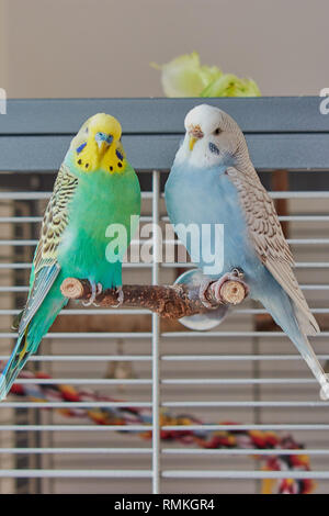 Blau und Türkis männlich weiblich Wellensittich wellensittich Sitzen auf einem Ast vor dem Käfig Stockfoto