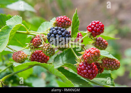 Rote und schwarze wilde Brombeeren Büsche und Äste auf grünen Blättern Hintergrund im Garten an einem sonnigen Sommertag. Nahaufnahme eines Bündels von bl Stockfoto