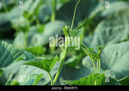 Bast phot Hintergrund Stockfoto