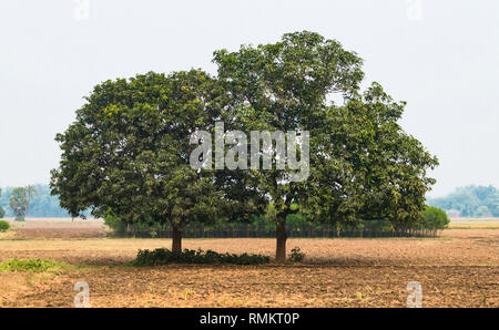 Schöne Twin Trees von Magnifera Indica, die allgemein als Mango Tree bekannt. Bäume sind gesund und sind gut aufgestellt Im beurlaubt Ackerland. Stockfoto