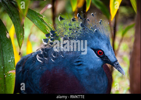 Porträt eines westlichen gekrönt pidgeon oder Blau gekrönt Pidgeon (Goura cristata) Übersicht Detail im Crest-Federn Stockfoto