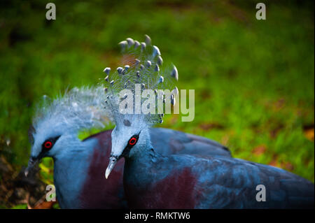 Western gekrönt Tauben oder Blau gekrönt Pidgeon (Goura cristata) mit grüner bokeh Hintergrund Stockfoto