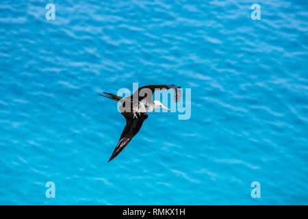 Weniger Frigate (fregata Ariel) im Flug gegen den blauen Himmel auf Aride, Insel, Seychellen im Oktober Stockfoto