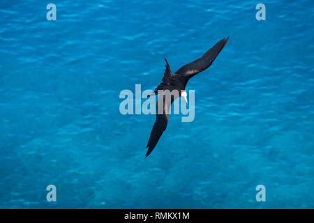 Weniger Frigate (fregata Ariel) im Flug gegen den blauen Himmel auf Aride, Insel, Seychellen im Oktober Stockfoto