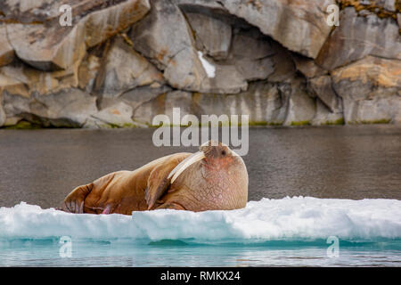Atlantischen Walross (Odobenus rosmarus rosmarus) auf Eis. Dieses große, gesellige relative der Dichtung hat Stoßzähne, die einen Meter Länge erreichen kann. Beide