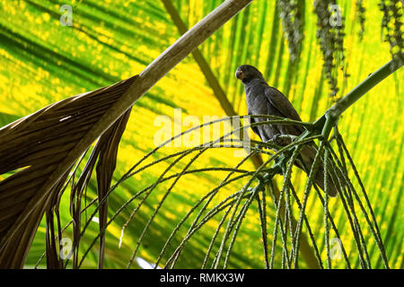 Seychellen, Praslin Black Parrot Parrot oder Kato nwar (Coracopsis barklyi) ist ein düster-farbige, mittlere Parrot endemisch auf den Seychellen. Es ist Stockfoto