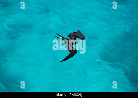 Weniger Frigate (fregata Ariel) im Flug gegen den blauen Himmel auf Aride, Insel, Seychellen im Oktober Stockfoto