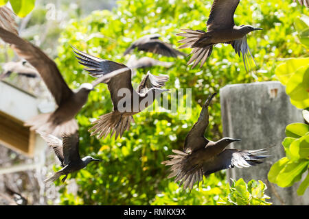 Weniger Noddy (Anous Tenuirostris) in einen Baum. Dies ist eine Pflanzenart aus der Gattung der tern. Auf Bird Island, Seychellen. Im Oktober fotografiert. Stockfoto