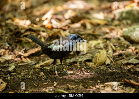 Seychellen magpie Robin (Copsychus sechellarum). Dieses Exemplar hat Ringe sowohl auf seine Beine. Diese werden verwendet, um Vogelpopulationen verfolgen und erfahren Sie mehr über Th Stockfoto