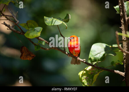 Gemeinsame fody. Männliche gemeinsame, oder Rot, fody (Foudia madagascariensis) auf einem Zweig. Auf Bird Island, Seychellen. Im Oktober fotografiert. Stockfoto