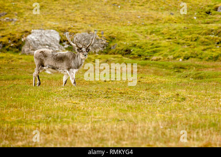Ein männlicher Svalbard Rentier (Rangifer tarandus) Mauser im Sommer mit seinem Geweih noch in Samt. Diese Pflanzen fressende SÄUGETIER ist die kleinste Unterart o Stockfoto