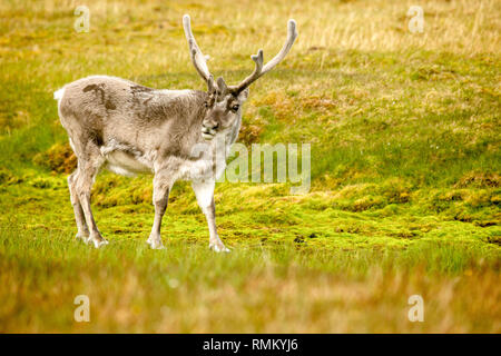 Ein männlicher Svalbard Rentier (Rangifer tarandus) Mauser im Sommer mit seinem Geweih noch in Samt. Diese Pflanzen fressende SÄUGETIER ist die kleinste Unterart o Stockfoto