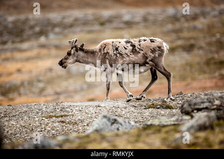 Ein männlicher Svalbard Rentier (Rangifer tarandus) Mauser im Sommer mit seinem Geweih noch in Samt. Diese Pflanzen fressende SÄUGETIER ist die kleinste Unterart o Stockfoto
