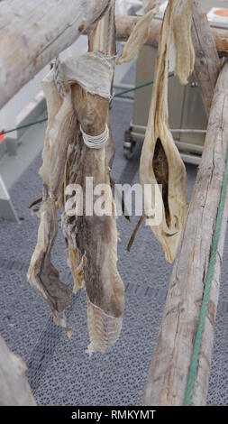 Stockfisch trocknen auf Holz Regale in Norwegen Stockfoto