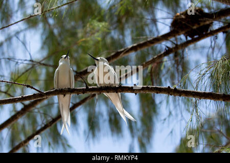 Zwei Weiße tern oder Weiß Feenseeschwalbe (Gygis alba) in einen Baum. Auf Cousine Island fotografiert, auf den Seychellen, einer Gruppe von Inseln nördlich von Madagaskar ich Stockfoto