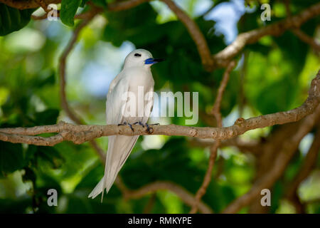 Eine weiße tern oder Weiß Feenseeschwalbe (Gygis alba) in einen Baum. Auf Cousine Island fotografiert, auf den Seychellen, einer Gruppe von Inseln nördlich von Madagaskar ich Stockfoto