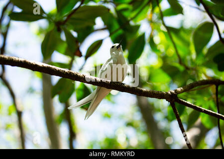 Eine weiße tern oder Weiß Feenseeschwalbe (Gygis alba) in einen Baum. Auf Cousine Island fotografiert, auf den Seychellen, einer Gruppe von Inseln nördlich von Madagaskar ich Stockfoto