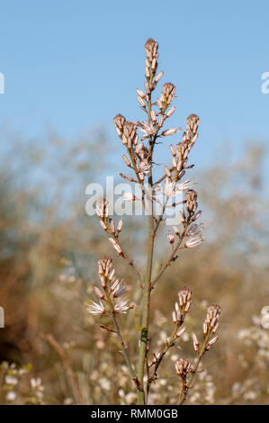 Asphodelus ramosus, auch bekannt als verzweigte Asphodel, ist eine mehrjährige Kraut in den Asparagales bestellen. In Israel zentrale Region im Januar fotografiert. Stockfoto