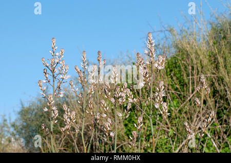 Asphodelus ramosus, auch bekannt als verzweigte Asphodel, ist eine mehrjährige Kraut in den Asparagales bestellen. In Israel zentrale Region im Januar fotografiert. Stockfoto