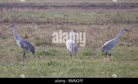 Mehrere snadhill Krane weiden Wiesen auf der Suche nach Nahrung. Stockfoto