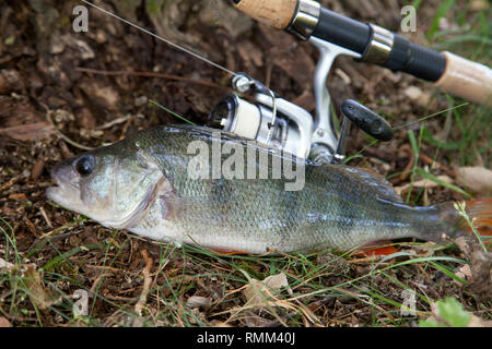 Süßwasser barsch und Angelrute mit Rolle auf natürliche Hintergrund. Angeln Konzept, Trophäe catch - große Süßwasser barsch Fisch gerade aus dem Wasser genommen Stockfoto