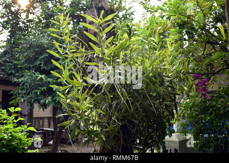 Orchid abstammt, gedeihen Stockfoto