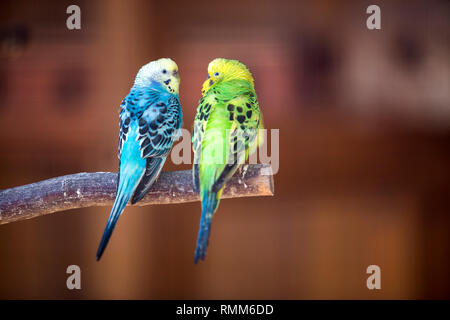 Kleine Papageien Vögel, hell Blau und Grün, sitzen auf den Ast auf unscharfen Kopie Raum Hintergrund. Halten der Haustiere zu Hause Konzept. Stockfoto