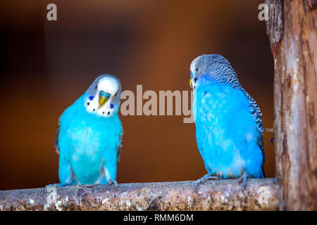 Kleine helle blaue Papageien Vögel sitzen auf Ast auf unscharfen Kopie Raum Hintergrund. Halten der Haustiere zu Hause Konzept. Stockfoto