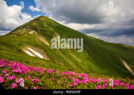 Bergfrühling Panorama mit blühenden Rhododendron rue Blumen und Patches von Schnee unter blauen bewölkten Himmel. Stockfoto