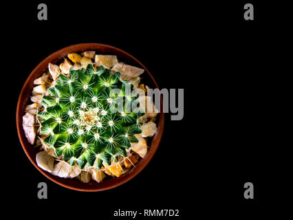 Lebendige Grün von mammillaria Cactus isoliert auf schwarzem Hintergrund Stockfoto