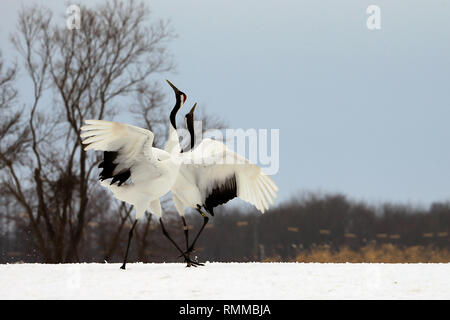 Zwei rot-gekrönten Krane, Kushiro, Hokkaido, Japan Stockfoto