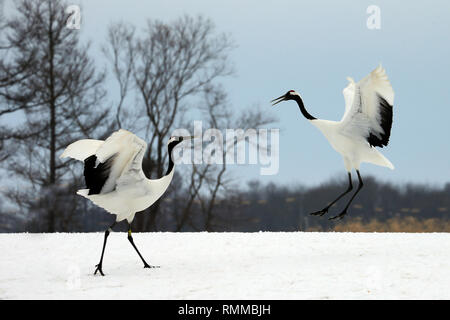 Zwei rot-gekrönten Krane, Kushiro, Hokkaido, Japan Stockfoto