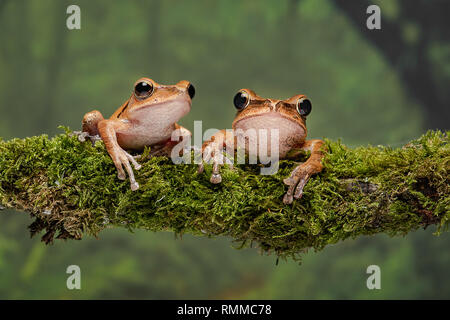 Eine Nahaufnahme stdy von ein paar Golden Tree frogs auf einem dicken Ast sitzend Flechten bedeckt Stockfoto