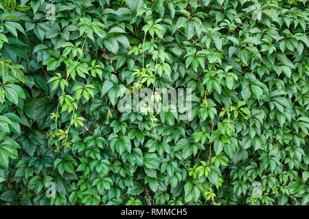 Wilden Trauben Blätter an den holzzaun als natürlichen Hintergrund. Stockfoto