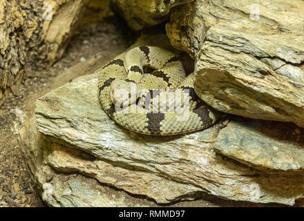 Gebänderte Rock Klapperschlange (Crotalus Fuchsjagd klauberi) unter den Felsen Stockfoto