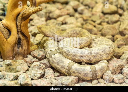 Melierter Rock Klapperschlange (Crotalus Fuchsjagd) Stockfoto