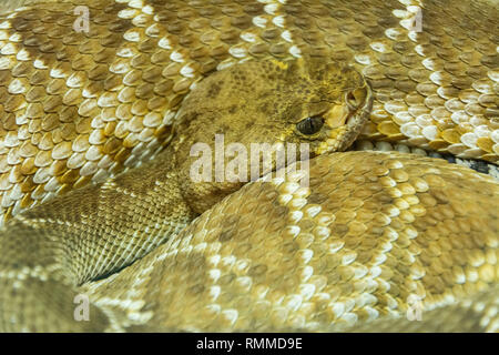 Western Diamondback Rattlesnake (Crotalus Atrox) Stockfoto