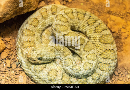 Midget verblasst Klapperschlange (Crotalus oreganus concolor) Stockfoto