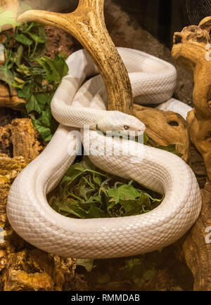 Weiß (leucistic) Muster von Texas Rat Snake (Elaphe obsoleta lindheimerii) Stockfoto