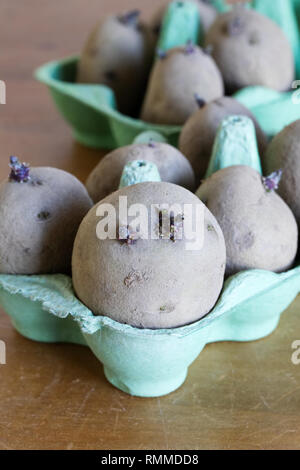 Solanum tuberosum. Kartoffel Charlotte chitting. Stockfoto