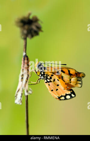 Schmetterling aus einem Kokon, Indonesien Stockfoto