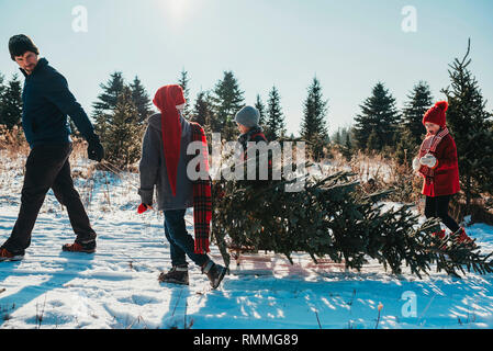 Vater und drei Kinder ziehen einen Weihnachtsbaum auf einem Schlitten, United States Stockfoto