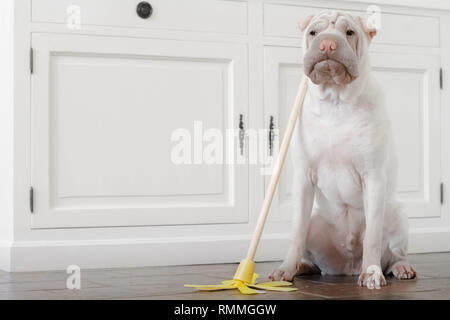 Shar pei Welpenhund sitzt mit einem Mopp in der Küche Stockfoto