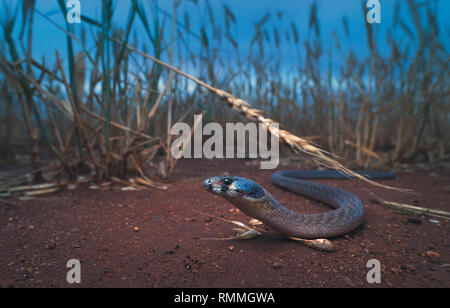 Östlichen schuppige Hooded - Fuß Lizard (Pygopus schraderi) in einem feuchten Weizenfeld, Australien Stockfoto