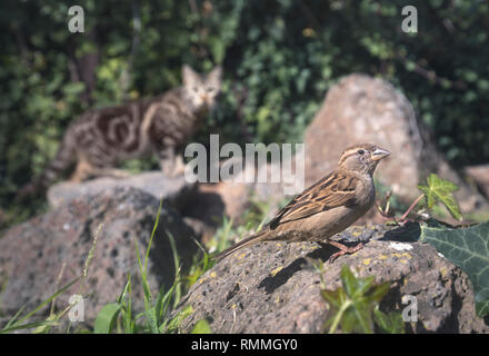 Katze in ein Spatz suchen, Australien Stockfoto
