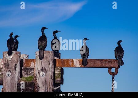 In der Nähe von Brandts Kormorane thront auf Holz- beiträge, British Columbia, Kanada Stockfoto