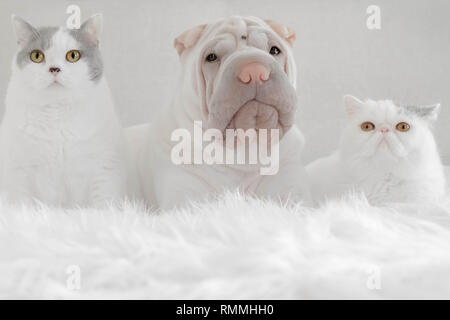 Shar pei Welpenhund liegt auf einem Bett neben einer britischen Kurzhaarkatze und einem exotischen Kurzhaarkatzen Stockfoto