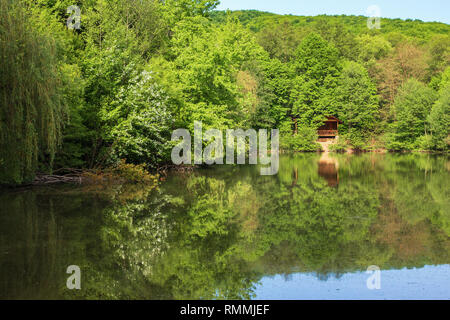 Teich im Park. wunderschöne Frühlingslandschaft. Buche Wald am Ufer im Wasser reflektierende Oberfläche. sonniges Wetter Stockfoto