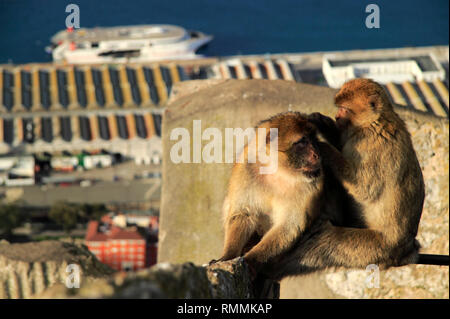 Berberaffen, Barbary Affe Pflege ein anderer Affe, Gibraltar Stockfoto